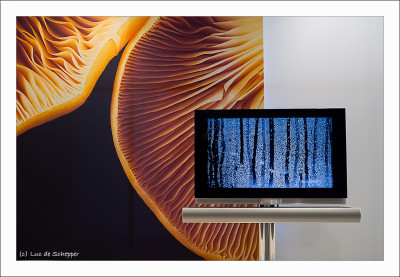 POTW #281 by Luc De Schepper