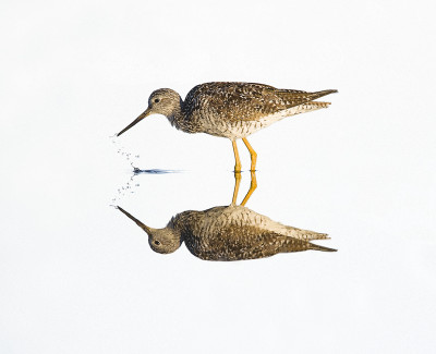 Yellow Legs Sandpiper