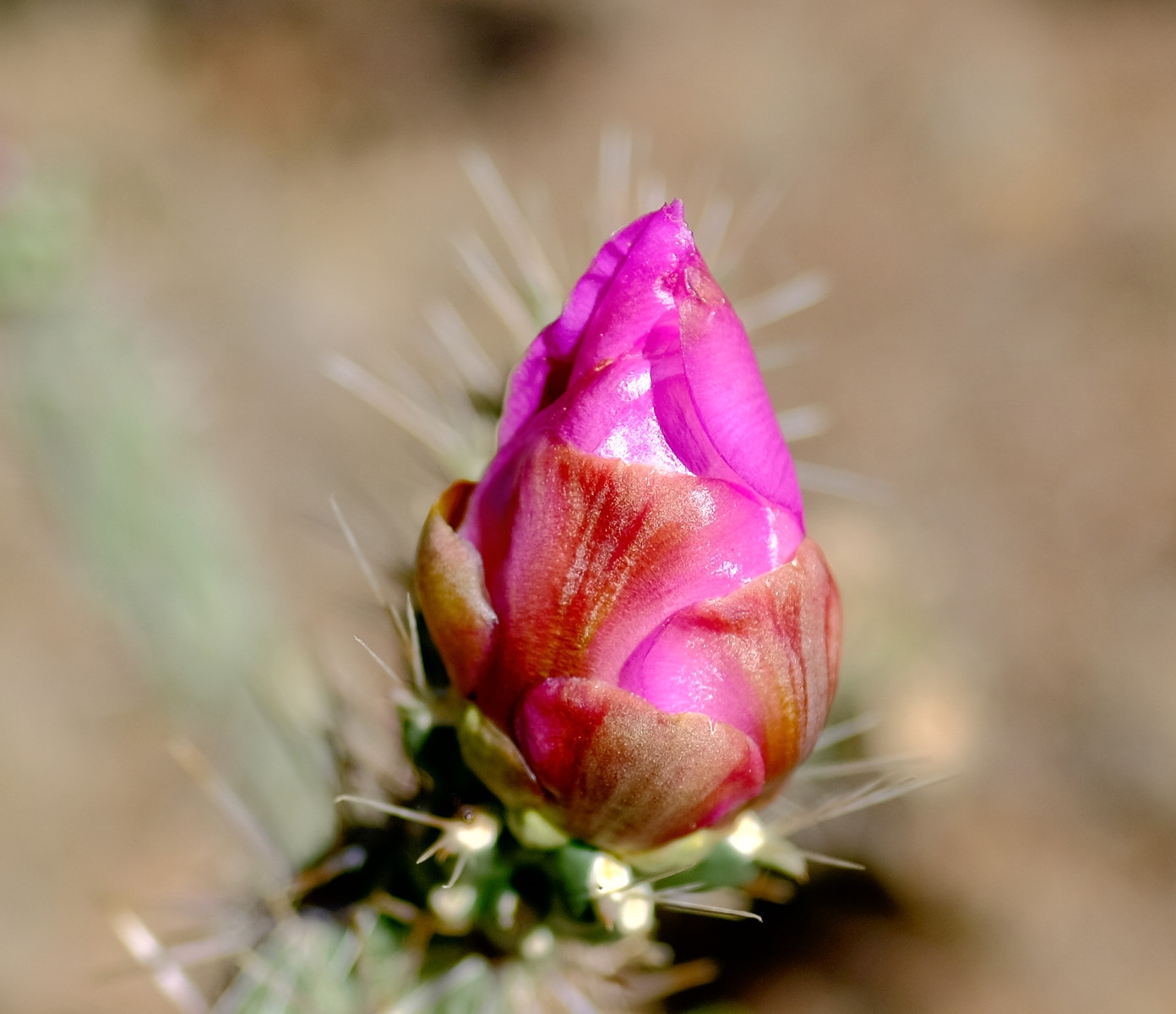 Cholla Bud