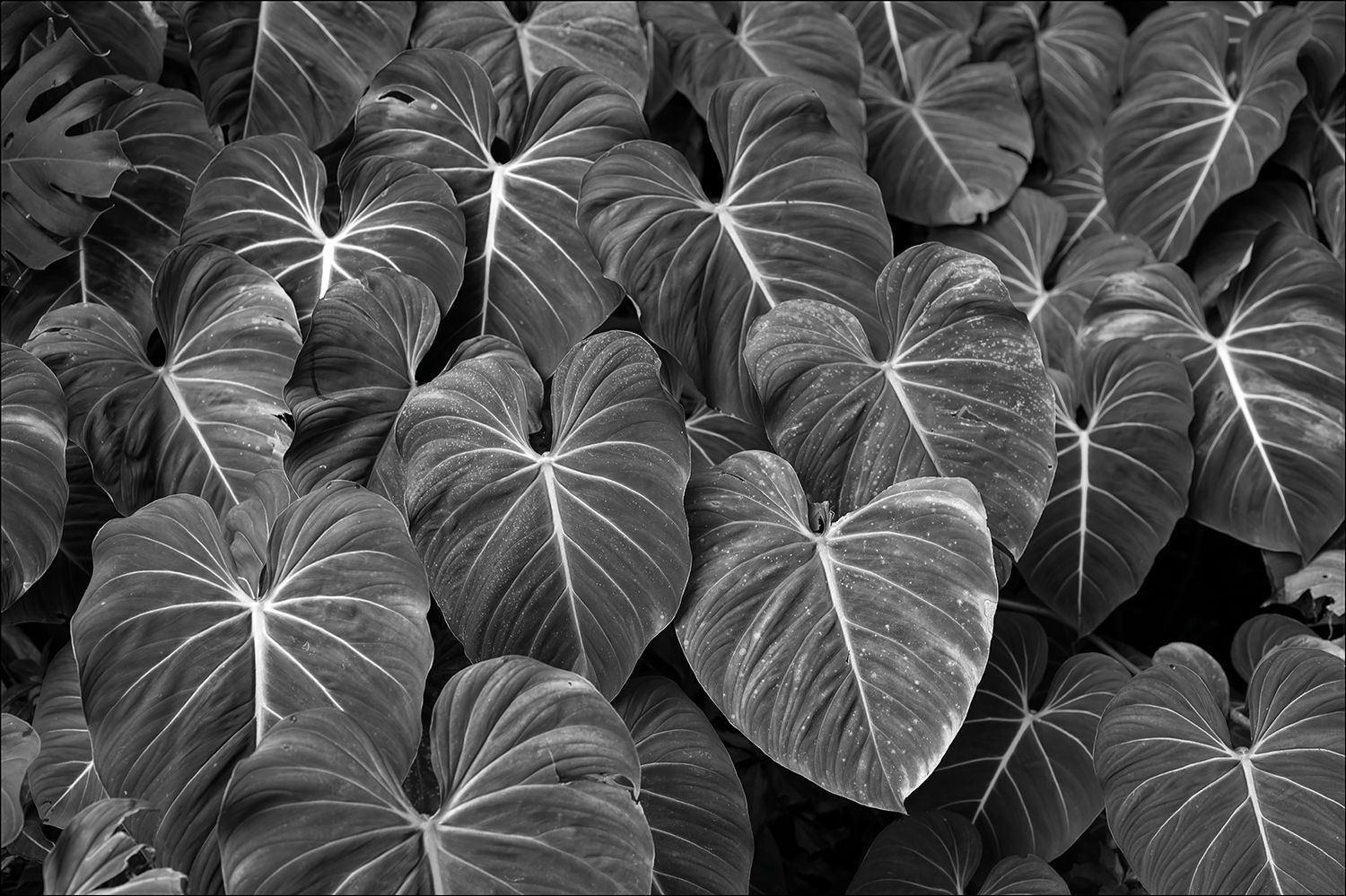 B&W Plants