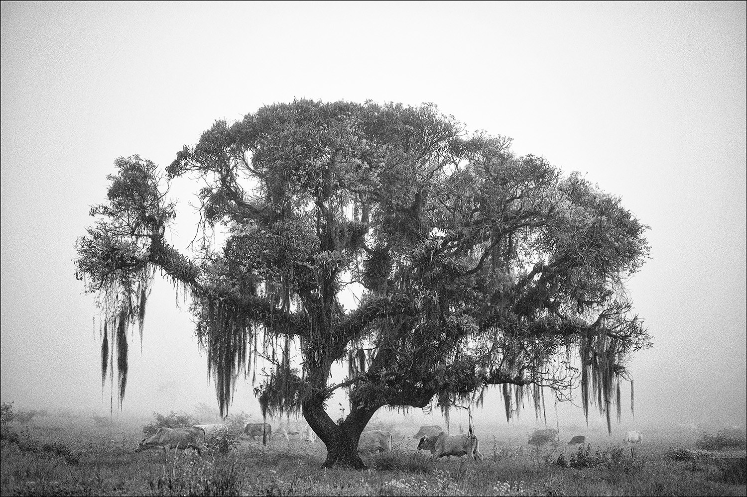 Tree, oxen and fog