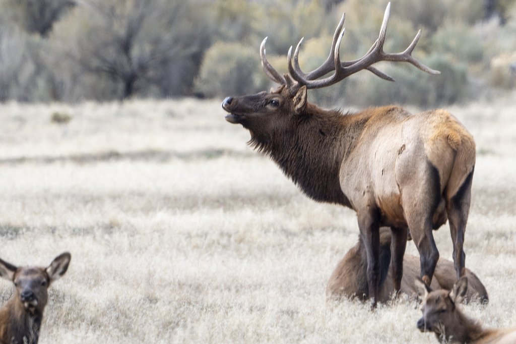 Yellowstone National Park  Mid October 2021